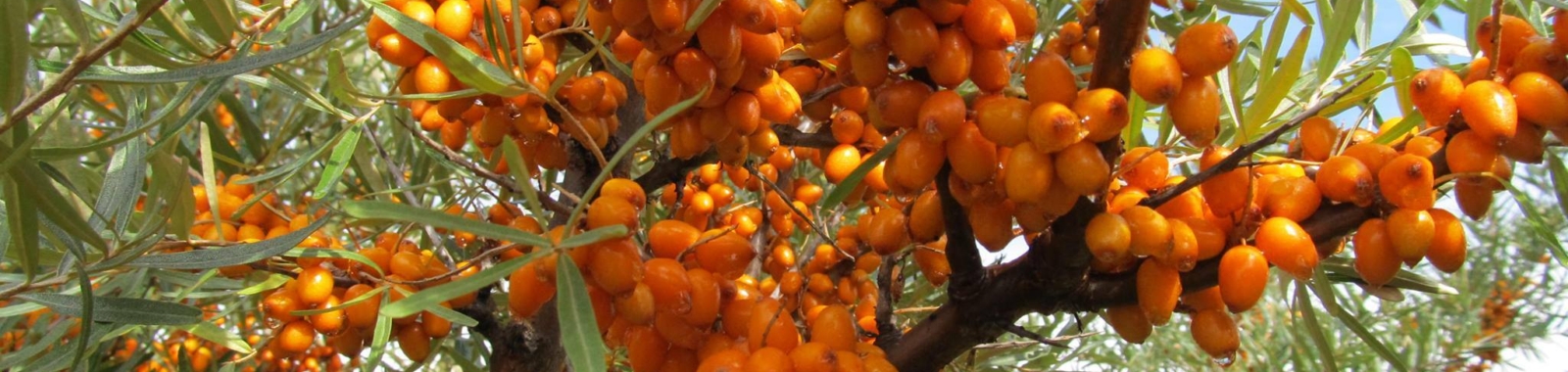 Sea buckthorn header