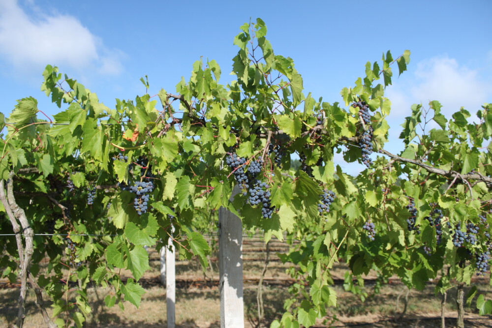 Frontenac Grapes on the Vine Flying Otter Vinyard and Winery Adrian Michigan